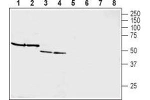 Western blot analysis of rat brain membranes (lanes 1 and 5), mouse brain membranes (lanes 2 and 6), rat pancreas membranes (lanes 3 and 7) and mouse heart membranes (lanes 4 and 8): - 1-4. (GIPR antibody  (Extracellular, N-Term))