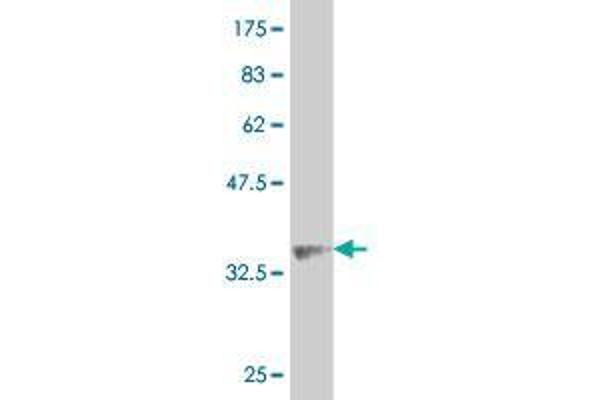 ALPK2 antibody  (AA 201-309)