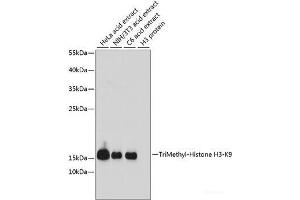 Western blot analysis of extracts of various cell lines using TriMethyl-Histone H3-K9 Polyclonal Antibody at dilution of 1:1000. (Histone 3 antibody  (3meLys9))