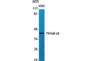 Western Blot (WB) analysis of specific cells using PKAalpha/beta cat Polyclonal Antibody. (PKA alpha/beta Cat (N-Term) antibody)