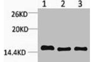 Western blot analysis of 1) Hela, 2) Raw264. (HIST1H3A/HIST2H3A/H3F3A (H3K4me) antibody)