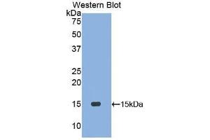 Western Blotting (WB) image for anti-Motilin (MLN) (AA 25-112) antibody (ABIN1173231) (Motilin antibody  (AA 25-112))