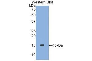 Western Blotting (WB) image for anti-Motilin (MLN) (AA 25-112) antibody (ABIN1173231)