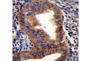 Cyclin B1 antibody immunohistochemistry analysis in formalin fixed and paraffin embedded human uterus tissue. (Cyclin B1 antibody  (AA 241-268))