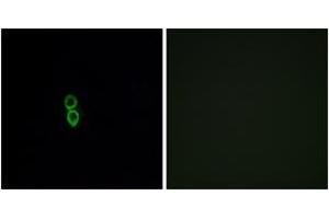 Immunofluorescence analysis of A549 cells, using OR5W2 Antibody. (OR5W2 antibody  (AA 158-207))