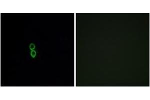 Immunofluorescence analysis of A549 cells, using OR5W2 Antibody.