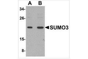 Western blot analysis of SUMO3 in mouse liver tissue lysate with SUMO3 antibody at (A) and (B) 2 μg/ml. (SUMO3 antibody  (C-Term))