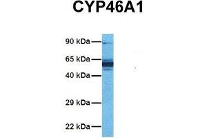 Western Blotting (WB) image for anti-Cytochrome P450, Family 46, Subfamily A, Polypeptide 1 (CYP46A1) (C-Term) antibody (ABIN2773829)