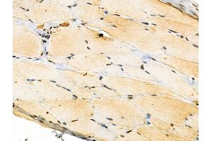 Phospho-Ephrin B1/B2/B3 (Tyr324) Antibody at 1/100 staining Rat skin tissue by IHC-P. (Ephrin B1/B2/B3 (EFNB1/2/3) (pTyr324) antibody)
