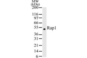 Image no. 1 for anti-Telomeric Repeat Binding Factor 2, Interacting Protein (TERF2IP) (AA 212-235) antibody (ABIN208517) (RAP1 antibody  (AA 212-235))