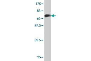 Western Blot detection against Immunogen (64. (C5AR1 antibody  (AA 1-350))