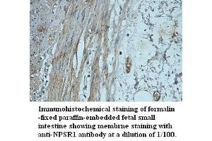 Image no. 1 for anti-Neuropeptide S Receptor 1 (NPSR1) (AA 241-300) antibody (ABIN791223) (NPSR1 antibody  (AA 241-300))