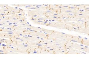 Detection of CX43 in Rat Cardiac Muscle Tissue using Polyclonal Antibody to Connexin 43 (CX43) (Connexin 43/GJA1 antibody  (AA 180-382))