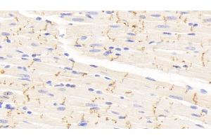 Detection of CX43 in Rat Cardiac Muscle Tissue using Polyclonal Antibody to Connexin 43 (CX43) (Connexin 43/GJA1 antibody  (AA 180-382))