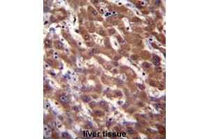 Immunohistochemistry (IHC) image for anti-CAAX Prenyl Protease 2 (RCE1) antibody (ABIN3001522) (RCE1/FACE2 antibody)