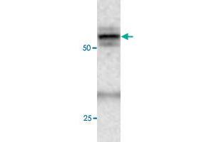 Western blot under reducing conditions on rat liver lysate using rabbit ATG4C polyclonal antibody  at a dilution of 1 : 100. (ATG4C antibody  (C-Term))