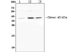 Western blot analysis of BAFFR using anti-BAFFR antibody (ABIN3042722).