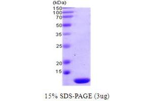 SDS-PAGE (SDS) image for Thioredoxin 2 (TXN2) (AA 60-166) protein (ABIN667715) (TXN2 Protein (AA 60-166))