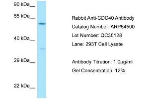 Western Blotting (WB) image for anti-Cell Division Cycle 40 (CDC40) (N-Term) antibody (ABIN2789853) (CDC40 antibody  (N-Term))