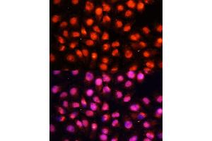 Immunofluorescence (IF) image for anti-Syntaxin Binding Protein 1 (STXBP1) (AA 295-594) antibody (ABIN6148673)