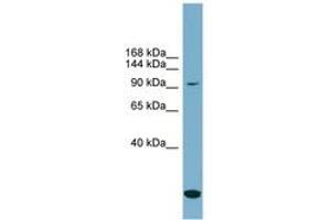 Image no. 1 for anti-Solute Carrier Family 12 (Potassium-Chloride Transporter) Member 4 (SLC12A4) (N-Term) antibody (ABIN6743215) (SLC12A4 antibody  (N-Term))