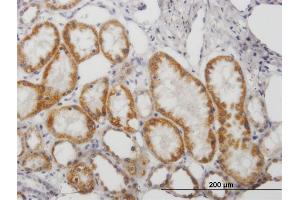Immunoperoxidase of purified MaxPab antibody to MAOB on formalin-fixed paraffin-embedded human kidney. (Monoamine Oxidase B antibody  (AA 1-520))
