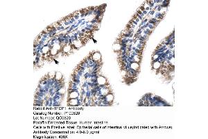 Human Intestine (DP1 antibody  (N-Term))