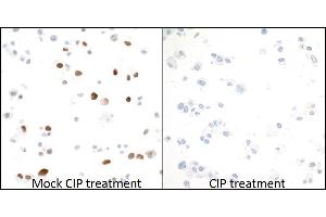 Immunocytochemistry (ICC) image for anti-Minichromosome Maintenance Complex Component 2 (MCM2) (pSer53) antibody (ABIN7449430)