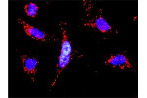 Proximity Ligation Analysis of protein-protein interactions between MKNK1 and PAK2. (MKNK1 antibody  (AA 1-465))