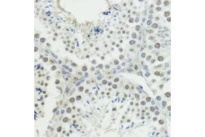 Immunohistochemistry of paraffin-embedded mouse testis using Phospho-Histone H3-T45 antibody (ABIN7267692) at dilution of 1:100 (40x lens). (Histone 3 antibody  (H3T45p))