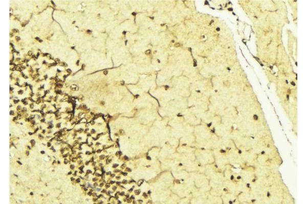 Cyclin H antibody  (pThr315)