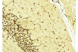 ABIN6268972 at 1/100 staining Mouse brain tissue by IHC-P.