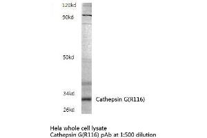 Western blot analysis of Cathepsin G Antibody in extracts from Hela cells.