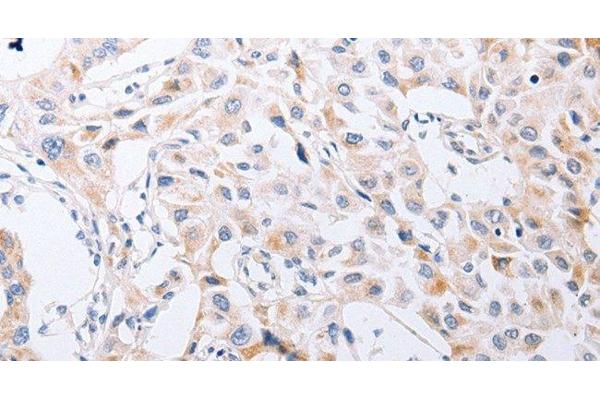 SERP1 antibody