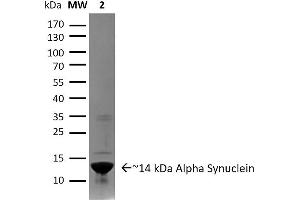 SDS-PAGE of ~14 kDa Active Human Recombinant Alpha Synuclein Protein Aggregate . (SNCA Protein (full length))