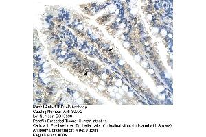 Human Intestine (NAC1 antibody  (C-Term))