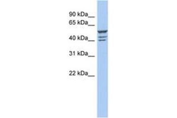 ZNF140 Antikörper  (C-Term)