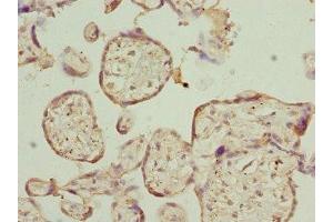 Immunohistochemistry of paraffin-embedded human placenta tissue using ABIN7167503 at dilution of 1:100 (PTPRE antibody)