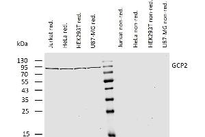 TUBGCP2 antibody  (AA 2-194)