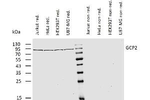Western blotting analysis of human gamma-tubulin complex component 2 (GCP2) using mouse monoclonal antibody GCP2-01 on lysates of various cell lines under reducing and non-reducing conditions.