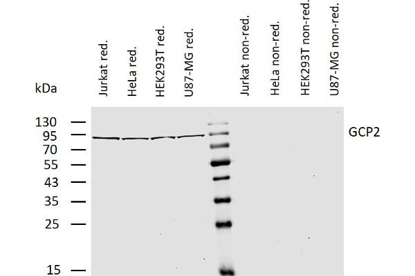 TUBGCP2 anticorps  (AA 2-194)