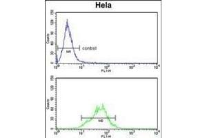 LDHA Antibody (Center) (ABIN653476 and ABIN2842897) flow cytometry analysis of Hela cells (bottom histogram) compared to a negative control cell (top histogram). (Lactate Dehydrogenase A antibody  (AA 154-182))