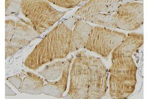 ABIN6267329 at 1/100 staining Mouse muscle tissue by IHC-P. (beta 2 Adrenergic Receptor antibody  (pSer346))