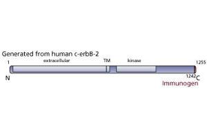 Image no. 1 for anti-Receptor tyrosine-protein kinase erbB-2 (ErbB2/Her2) (AA 1242-1255) antibody (ABIN967459)