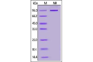 Human LIGHT, Fc Tag (active trimer) (MALS verified) on  under ing (NR) condition. (TNFSF14 Protein (AA 74-240) (Fc Tag))