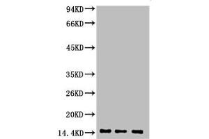 Western blot analysis of 1) Hela, 2) Rat Heart Tissue, 3) Raw264. (Di-Methyl-Histone H3(K9) (H3K9me2) antibody)