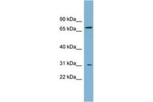 Image no. 1 for anti-ATP-Binding Cassette, Sub-Family D (Ald), Member 3 (ABCD3) (AA 143-192) antibody (ABIN6743192) (PMP70 antibody  (AA 143-192))