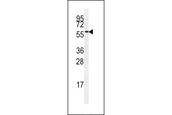 SRPK3 antibody  (AA 285-315)