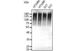 Anti-Ub Ab at dilution, cells stimulated with MG32, lysate at 50 µg per Iane, rabbit polydonal to goat IgG (HRP) at 1/10,000 dilution: (Ubiquitin antibody)