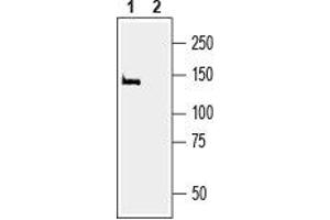 Western blot analysis of rat brain membranes: - 1. (MAGI2 antibody  (C-Term, Intracellular))